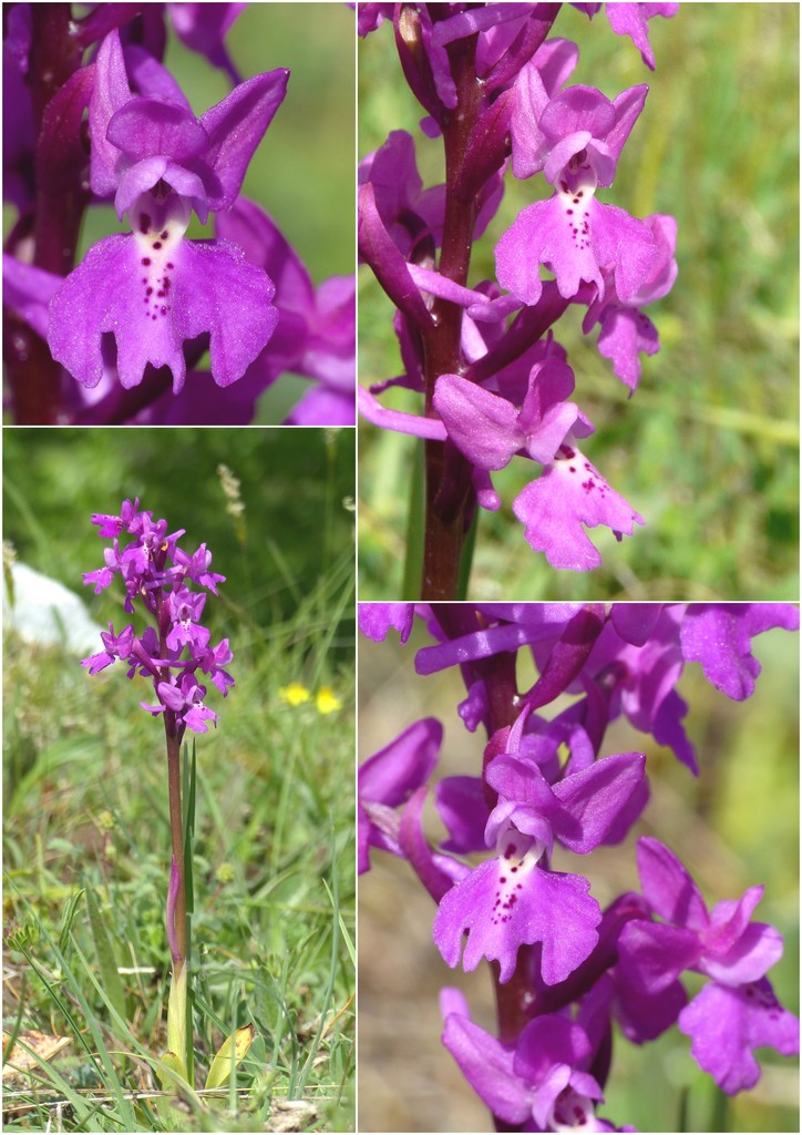 La Valle delle orchidee, Sassano e Monte San Giacomo 9 e 10 maggio 2015